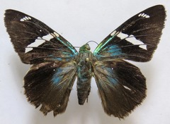 Telegonus azul