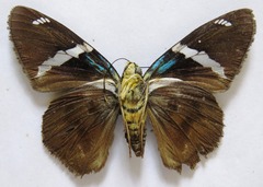 Telegonus azul
