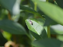 Lasioglossum marginatum