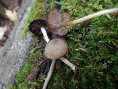 Cystoagaricus hirtosquamulosus