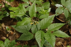 Vicia oroboides