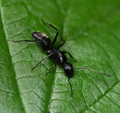 Camponotus japonicus