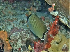 Chaetodon assarius