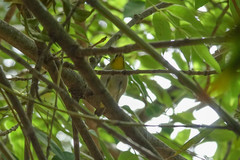 Zosterops maderaspatanus