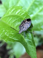 Cappaea taprobanensis
