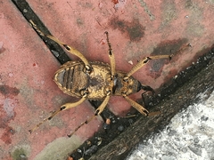 Sipalinus gigas