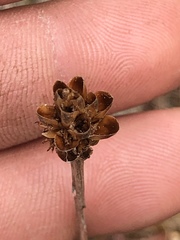 Xyris caroliniana