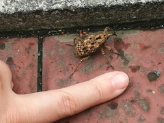 Sipalinus gigas