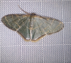 Lophophleps triangularis