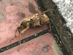 Sipalinus gigas