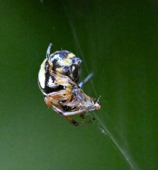 Araneus ejusmodi
