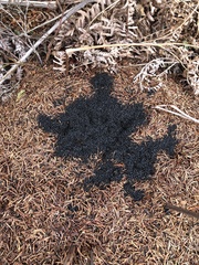 Dolichoderus taschenbergi