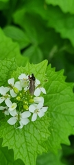 Bibio pomonae