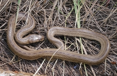 Macroprotodon mauritanicus