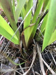 Xyris caroliniana