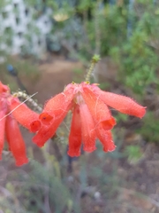 Erica cerinthoides