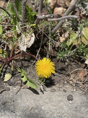 Taraxacum officinale