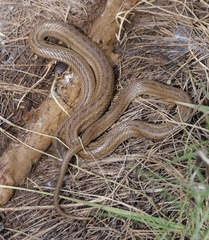 Macroprotodon mauritanicus