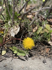 Taraxacum officinale