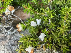 Erica depressa