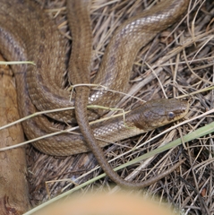 Macroprotodon mauritanicus