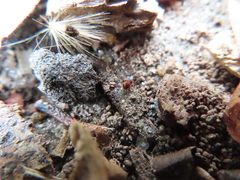 Sminthurinus elegans