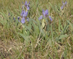 Iris glaucescens