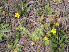 Ranunculus glaberrimus