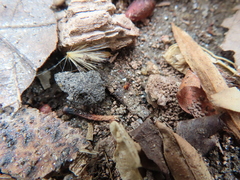 Sminthurinus elegans