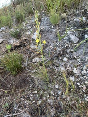 Bulbine cepacea