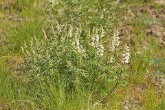 Lupinus sulphureus