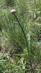 Allium tulipifolium