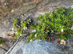 Erica depressa