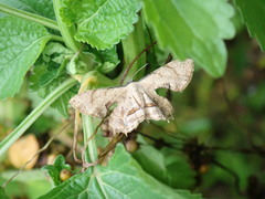 Dysaethria fulvihamata