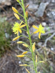 Bulbine cepacea