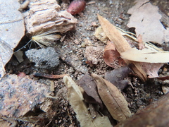 Sminthurinus elegans