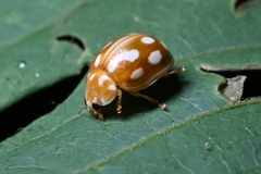 Calvia quindecimguttata