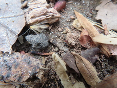 Sminthurinus elegans