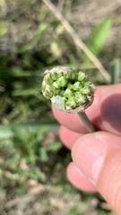 Allium tulipifolium