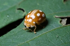 Calvia quindecimguttata