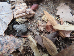 Sminthurinus elegans