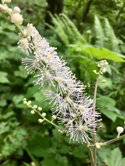 Actaea elata