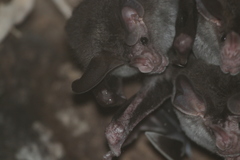 Chrotopterus auritus