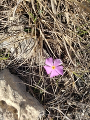 Phlox roemeriana