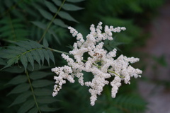 Sorbaria kirilowii