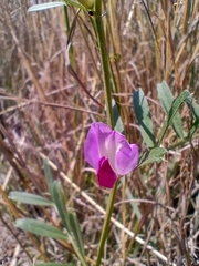 Vicia sativa segetalis
