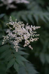 Sorbaria kirilowii