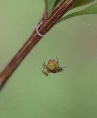 Araniella displicata