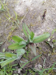 Cirsium arvense