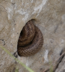 Macroprotodon mauritanicus